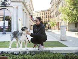 files/perro.jpg
